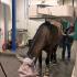Nuclear Scintigraphy: What Is It And When Should I Consider It For My Horse?